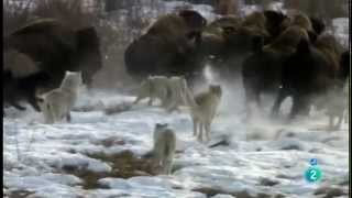 Grandes documentales Lobos contra bufalos [upl. by Denise]