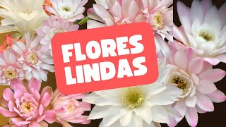 Muitas Flores de cactos [upl. by Keel]