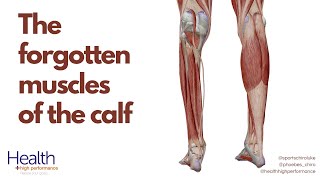 The forgotten muscles of the calf  Melbourne Sports Chiropractor [upl. by Eldin578]