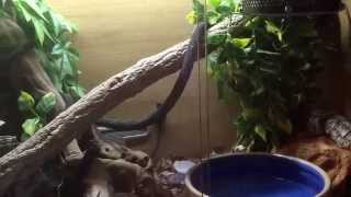 HOW TO SETUP A ROYAL PYTHON VIVARIUM [upl. by Rains]