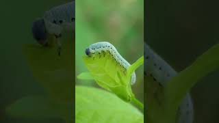 Sawfly larva eats Buttonbush leaf [upl. by Cilurzo]