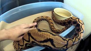 Brazilian Rainbow Boa [upl. by Affra54]