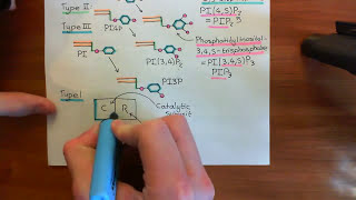 Type 1 Phosphoinositide 3Kinase Enzymes Part 3 [upl. by Dougal]