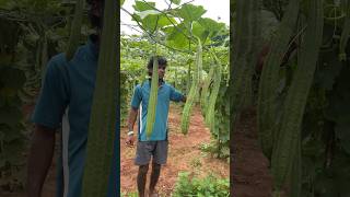 Harvest Beerakaya  Jai Kisan  trending raithu farmlife agriculture shortvideo shorts short [upl. by Yetnruoc]