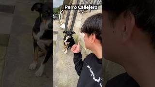 Ayudando A Perros Callejeros PARTE 2 [upl. by Mychal]