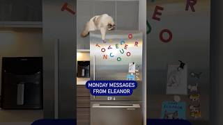 Messages from Lady Eleanor the Ragdoll Cat cat ragdolls affirmations [upl. by Hymen613]