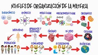 🌎NIVELES DE ORGANIZACIÓN DE LA MATERIA🌿  BIOLOGÍA [upl. by Laban]