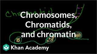 Chromosomes Chromatids Chromatin etc [upl. by Odnuges]