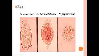 CBMBP Schistosoma practical section [upl. by Lazor52]