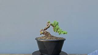 Pré Bonsai Procumbens 7 Anos [upl. by Fretwell]