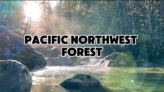 Pacific Northwest Forest  Cascades [upl. by Cleasta]