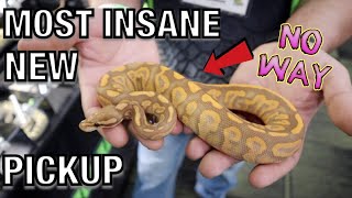 INSANE NEW PICKUP 2019 TINLEY PARK REPTILE EXPO PART 1  BALL PYTHONS [upl. by Lemar871]