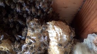 Honey bee removal from the dormer of a house and relocation to the abbey [upl. by Anaya]