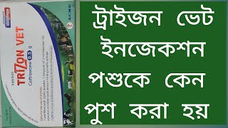 Trizon vet injection পশুকে কেন পুশ করা হয় l [upl. by Lotsirhc442]