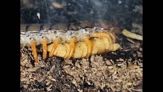 Juvenile White Beard Scolopendra Centipede feeding ´ ᗜ [upl. by Enelrats]