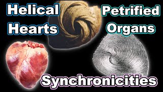 Helical Hearts  Petrified Organs  Synchronicities [upl. by Micah687]