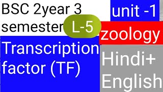 BSC 2nd year 3 semester zoology topic Transcription factor TF [upl. by Nee]