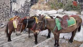 Burros en Santorini [upl. by Raffaello]