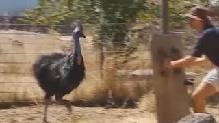 The Most DANGEROUS Bird in the WORLD cassowary Casuarius Cassowary [upl. by Nyleda355]