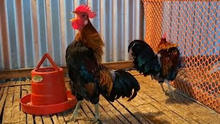 Jungle fowl rooster crowing sound effect [upl. by Leumek61]