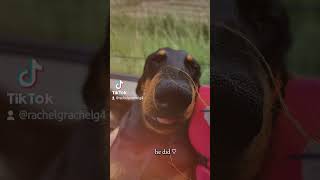 ❤️❤️ teckel puppy dackel funny dachsund pets dog [upl. by Claudell740]