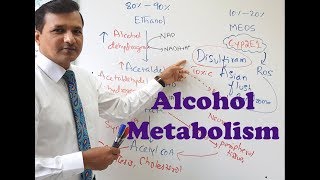 Alcohol Metabolism [upl. by Ayrb679]