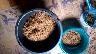 Remove Rice Husk Without Machine At Home By Yourself jovylifestyleandadventure [upl. by Sayers566]