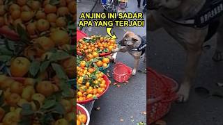 Anjing Ini Sungguh Luar Biasa [upl. by Ellirpa]