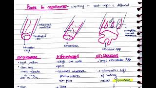 Microcirculation Part 1  Capillaries structure types amp Vasomotion [upl. by Suhsoj]