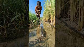 Amazing boy catching big sholfish by Rope Trap in small water ropetrapfishing fishingbytrap [upl. by Inaflahk]