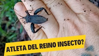 Acanthocephala Femorata Atletas del Reino Animal descubre su agresividad 😬 [upl. by Eelrebma370]