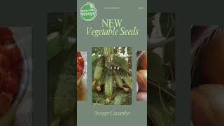 2024 New Vegetable Varieties veseysseeds [upl. by Daveta]