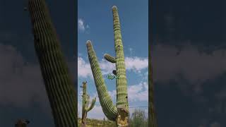 How to Water a Saguaro Cactus [upl. by Maida]