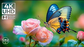 Beautiful Butterfly 4K Calm Piano Music Helps You Reduce Stress and Relax [upl. by Eleynad610]