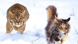 Bobcat vs Maine Coon  Who Would Win [upl. by Asilef]