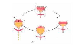 Micturition Process [upl. by Nallaf]