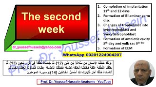 4 The 2nd week  Bilaminar germ disc  Chorionic vesicle  Yolk sac Amnion [upl. by Sueaddaht]