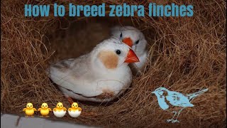 How to breed zebra finches very easy [upl. by Mirth]