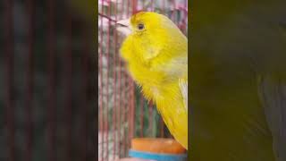 Canary Birds Singing [upl. by Lawson]