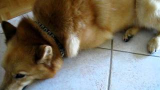 Finnish Spitz  An Owners Manual Part 2  Grooming [upl. by Lewls]