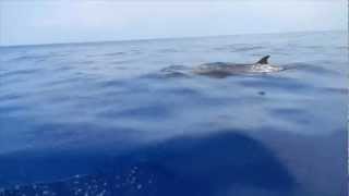 Blainvilles Beaked Whale [upl. by Urson]