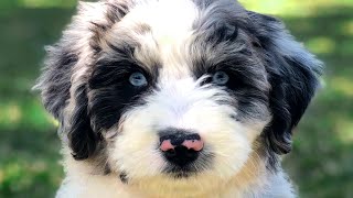 Aussiedoodle  The Ultimate Top 10 Pros and Cons Guide [upl. by Milinda]