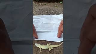 A funeral procession a lizard house🦎🥀lizard wildlife shorts viralvideo [upl. by Cawley812]