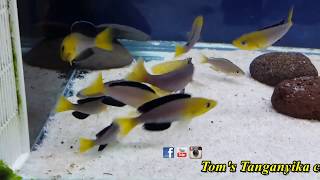 Cyprichromis leptosoma yellow head Kekese F1WC spawning [upl. by Sivrep]