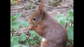 Red Squirrel Sciurus vulgaris  Formby Nature Reserve [upl. by Cirdes]