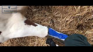 Matacarpal fracture in a cow cast removal BovineDoctor [upl. by Cristy]