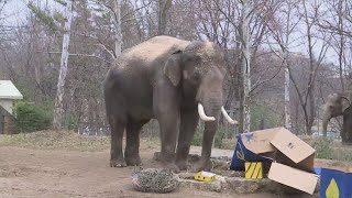 Asian elephant Raja celebrates 31st birthday today [upl. by Chelsey]