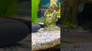 Bichir fish stealing algae wafers 😂 short shorts ​⁠tystanks [upl. by Cassidy]