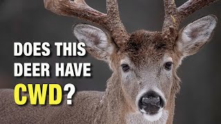 What Does a Deer With CWD Look Like Chronic Wasting Disease in Wild Whitetails [upl. by Arrimat]