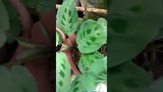 Calathea Variety Prayer Plant natureplants indoorplants plantbeauty [upl. by Erdnoed298]